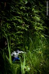 hulk grass leaves