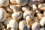 white button mushrooms