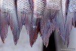 fish fins bottom half