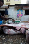 fish being prepared for selling