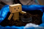 danbo pepper