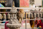 monkey sitting