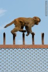 monkey walking on fence