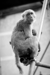 monkey mother child