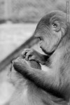 monkey grooming