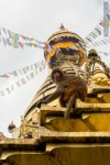 monkey looking at camera