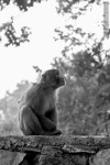 monkey sitting looking up
