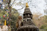monkey looking