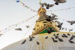 swoyambhu pigeons flying