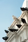 white pigeon black pigeons