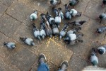 pigeons eating