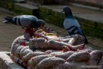 pigeons eating