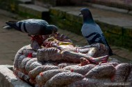 pigeons eating