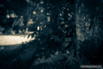 metal gear solid snake godavari botanical garden